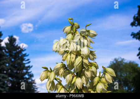 White Yucca filamentosa bush fiori, Adams ago, Spagnolo a baionetta, bear-erba, ago-palm, seta-erba, 1 cucchiaio di foglie di yucca nel parco vicino. Foto Stock