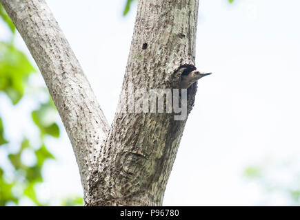 Maschio di Hoffman woodpecker lasciando il suo nido in un albero cavo in Costa Rican rainforest Foto Stock