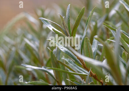 Bacche di olivello spinoso (Hippophae rhamnoides nota) fogliame. Spinosi Arbusti decidui nella famiglia Elaeagnaceae, growning sulle dune di sabbia sulla costa britannica Foto Stock