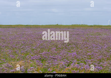 Mare comune-lavanda (Limonium vulgare) in fiore. Distesa di fiori viola di piante in famiglia Pumbaginaceae, al punto Gibralter in Lincolnshire, Regno Unito Foto Stock