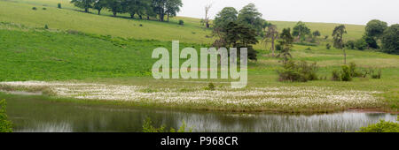 La piscina a Priddy Mineries, nel Somerset, Regno Unito. Mostra Cottongrass bianco sulla riva del lago in questo trascorso miniera di piombo, ora un posto favoloso per la fauna selvatica Foto Stock
