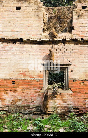 Tre macaco Rhesus (macaca mulatta) Monkeys arrampicata un vecchio muro in prossimità di Pashupatinath, Kathmandu, Nepal Foto Stock