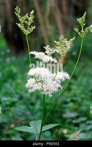 Una fioritura Olmaria, Filipendula ulmaria, a Southrepps comune, Southrepps, Norfolk, Inghilterra, Regno Unito, Europa. Foto Stock