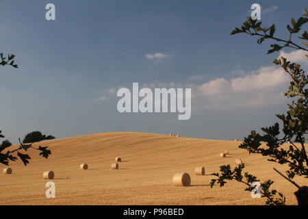 Balle rotonde di fieno in campo rurale in estate in Inghilterra West Yorkshire, Regno Unito Foto Stock