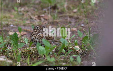 Adulto Tordo (Turdus philomelos) in cerca di cibo closeup in erba, Polonia, Europeg Foto Stock