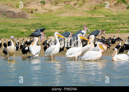 Grande pellicani bianchi, Pelican, petto bianco cormorano, cormorani e Marabou cicogne, Uccelli Kazinga Channel, Queen Elizabeth National Park, Uganda Foto Stock