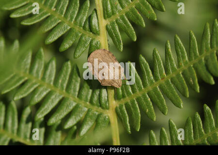 "Testudinaria Eurygaster (tartaruga bug) Foto Stock