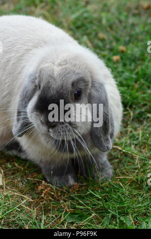 Mini grigio lop rabbit sedevamo su erba, con gli occhi rossi coniglio Foto Stock