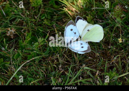 Accoppiamento bianco grande farfalle Sarcococca brassicae regno unito Foto Stock