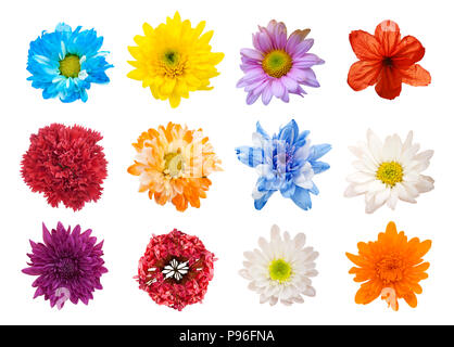Grande scelta di fiori diversi isolati su sfondo bianco. Rosso, rosa, giallo, azzurro colori compresa rose, dalia, calendula, zinnia, fiore di paglia, Foto Stock