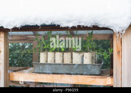 Autunno seminato pisello dolce piantine che crescono in rotolo di carta igienica, tubi, svernamento in serra ricoperta di neve Foto Stock