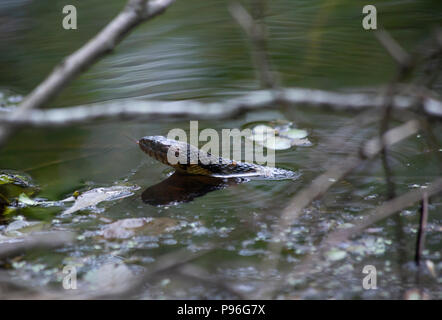 Ampio acqua nastrati snake nuoto attraverso il rovo in acqua bayou Foto Stock