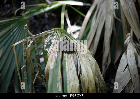 I capretti cottonmouth (Agkistrodon piscivorus), noto anche come un acqua mocassino, arricciato su un impianto frond Foto Stock