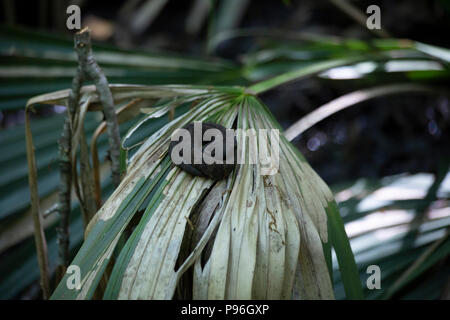 I capretti cottonmouth (Agkistrodon piscivorus), noto anche come un acqua mocassino, arricciato su un impianto frond Foto Stock