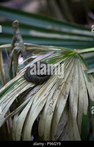 I capretti cottonmouth (Agkistrodon piscivorus), noto anche come un acqua mocassino, appoggiato su un frond Foto Stock