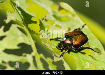 Un coleottero giapponese con un Tachinid Fly uovo sul torace. Foto Stock