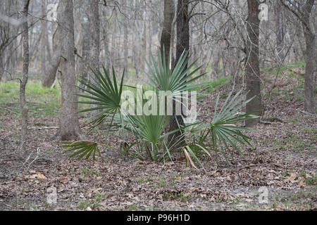 Dwarf palmetto piante che crescono nel profondo di una foresta Foto Stock