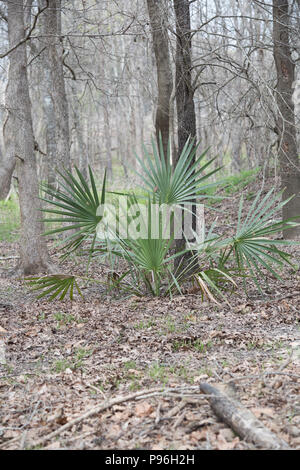 Dwarf palmetto piante che crescono nel profondo di una foresta Foto Stock