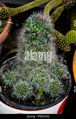 Bella luce arancio fiori di cactus. L' Opuntia cactus isolato su sfondo naturale. Close up di Cactus. Close-up di spine taglienti su un cactus. Foto Stock