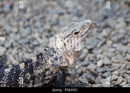 Un primo piano di una bella abbronzatura e nero iguana mimetizzati tra rocce sul terreno in Costa Rica. Foto Stock