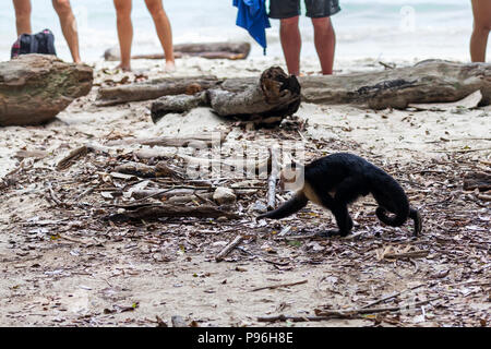 Un volto bianco monkey nel Parco Nazionale di Manuel Antonio Costa Rica in cerca di cibo nei pressi di turisti. Foto Stock