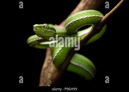 Trimeresurus stejnegeri bambù verde viper Foto Stock