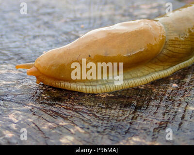 Una chiusura di un giallo slug, limacus flavus, su un umido ceppo di albero in Warrenton, Oregon. Foto Stock