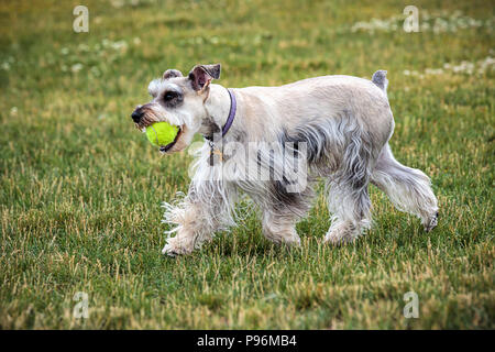 Una miniatura schnauzer gioca con una palla in un parco nel nord Idaho. Foto Stock