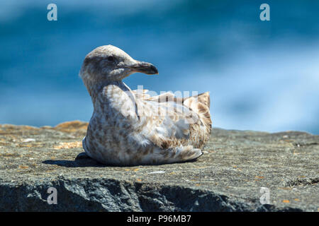 Immaturo mew gull, larus canus, posatoi su una roccia vicino a Garibaldi, Oregon. Foto Stock