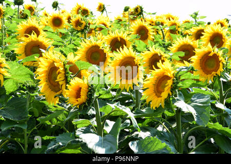 Morbida e di alta tasto effetto colpo di Helianthus annuus fiori, fioritura campo di semi di girasole in luglio in Baviera Foto Stock