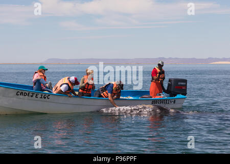 Whale-watching sulla Bahia San Ignacio, Messico Foto Stock