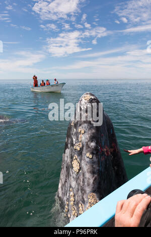 Bahia San Ignacio, balena grigia guardando al di fuori dell'acqua, Messico Foto Stock