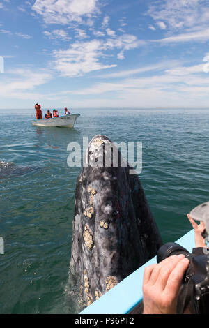 Bahia San Ignacio, balena grigia guardando al di fuori dell'acqua, Messico Foto Stock