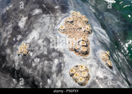 Balanidae sulla testa di una balena grigia, Messico Foto Stock