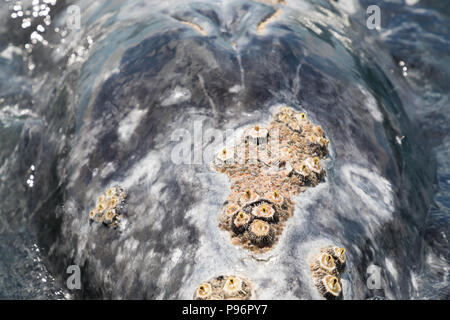 Balanidae sulla testa di una balena grigia, Messico Foto Stock