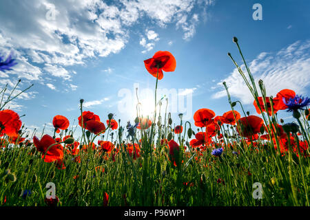 Fantastica vista del meraviglioso campo di papavero a fine maggio. Fioritura meravigliosamente illuminato dal sole estivo rosso fiori selvatici contro luminose blu cielo con puffy bianco c Foto Stock