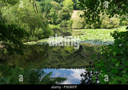 Canonteign Falls e laghi, Teign Valley, Devon England Regno Unito Foto Stock