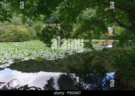 Canonteign Falls e laghi, Teign Valley, Devon England Regno Unito Foto Stock