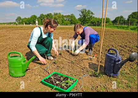 In Germania, in Renania settentrionale-Vestfalia farm in Essen Foto Stock