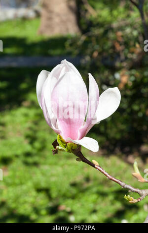 Unica rosa x Magnolia soulangeana fiore in primavera. Fioritura precoce deciduo arbusto o albero, ornamentali Foto Stock