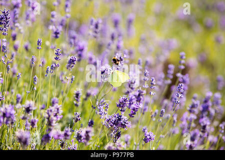 Surrey, Regno Unito. Il 15 luglio 2018. Farfalle aroudn flutter la lavanda. Il campo nelle colline Surrery in 25 acri e aperto al pubblico, fioritura tra giugno e luglio e agosto. Credito: Oliver Dixon/Alamy Live News Foto Stock