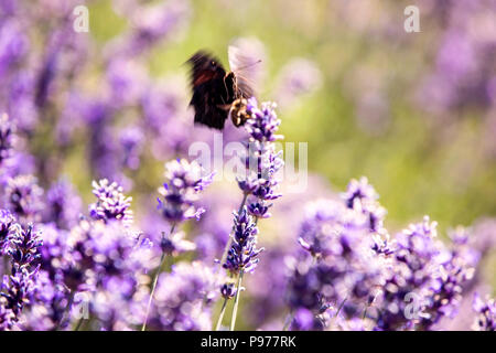 Surrey, Regno Unito. Il 15 luglio 2018. Farfalle aroudn flutter la lavanda. Il campo nelle colline Surrery in 25 acri e aperto al pubblico, fioritura tra giugno e luglio e agosto. Credito: Oliver Dixon/Alamy Live News Foto Stock