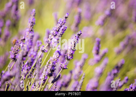 Surrey, Regno Unito. Il 15 luglio 2018. Mayfield Campo di lavanda, in Banstead, Surrey. Il campo nelle colline Surrery in 25 acri e aperto al pubblico, fioritura tra giugno e luglio e agosto. Credito: Oliver Dixon/Alamy Live News Foto Stock