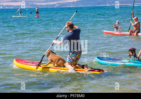 Branksome Dene, Poole, Dorset, Regno Unito. Il 15 luglio 2018. La UKs primo cane campionati di surf, organizzato da Shaka Surf, avviene a Branksome Dene spiaggia su una calda giornata di sole. Riscalda si sono tenuti con i vincitori passando per i quarti di finale, semifinali e poi la finale per decidere il vincitore. Credito: Carolyn Jenkins/Alamy Live News Foto Stock