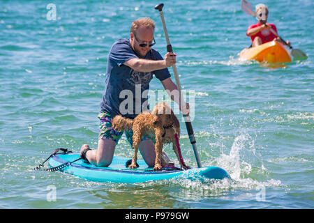 Branksome Dene, Poole, Dorset, Regno Unito. Il 15 luglio 2018. La UKs primo cane campionati di surf, organizzato da Shaka Surf, avviene a Branksome Dene spiaggia su una calda giornata di sole. Riscalda si sono tenuti con i vincitori passando per i quarti di finale, semifinali e poi la finale per decidere il vincitore. Credito: Carolyn Jenkins/Alamy Live News Foto Stock