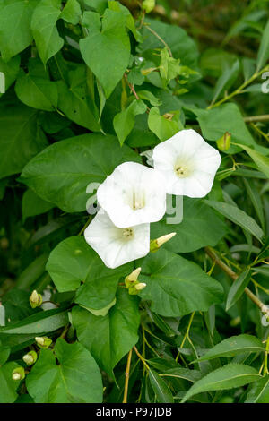 Polygonum convolvulus bianco fiori e foglie verdi Foto Stock