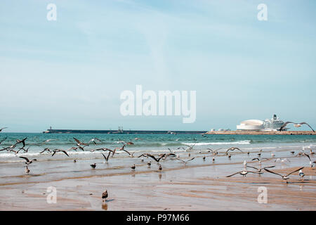 Gabbiani nel porto Foto Stock