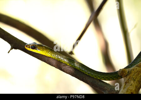 A due teste Sipo (Chironius bicarinatus), copia presi in libertà Foto Stock