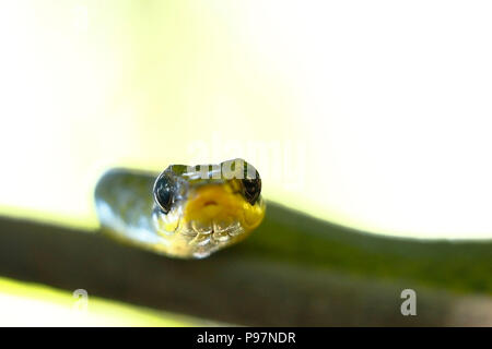 A due teste Sipo (Chironius bicarinatus), copia presi in libertà Foto Stock