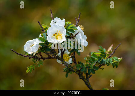 Una rosa canina ramo con fiori Foto Stock